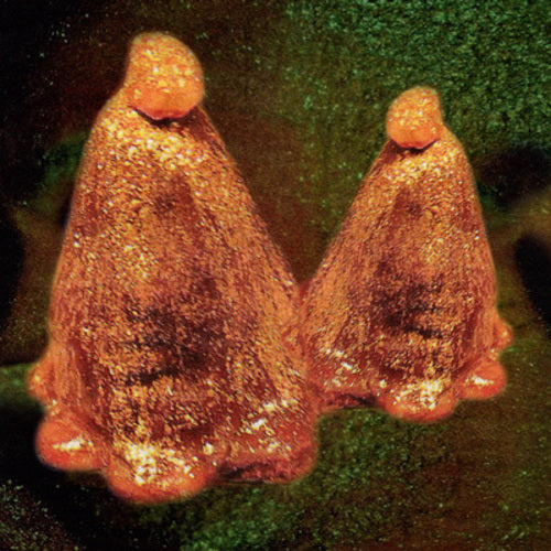 Black To Comm LP - Oocyte Oil & Stolen Androgens