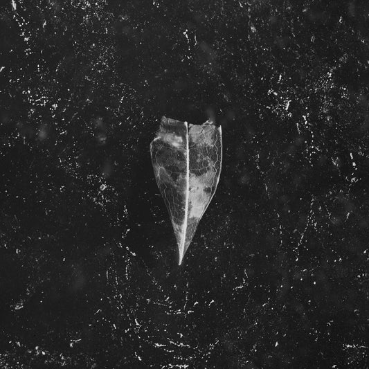Bees Made Honey In The Vein Tree LP - Aion (2Lp White Vinyl) | Buy Now For 59.99