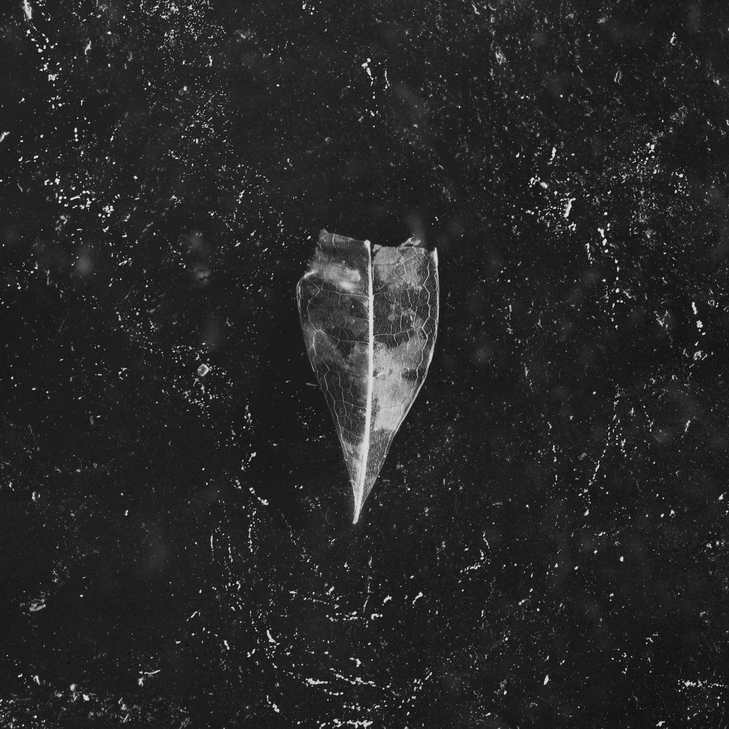 Bees Made Honey In The Vein Tree LP - Aion (2Lp White Vinyl) | Buy Now For 59.99