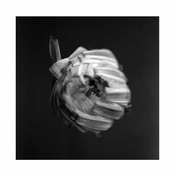 A Swarm Of The Sun LP - An Empire