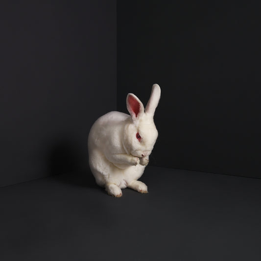 Brume LP - Rabbits | Buy Now For 55.99