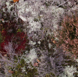 Fursaxa CD - Mycorrhizae Realm