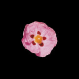 Kit Grill Cassette - Fragile