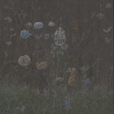 Infant Cassette - Sigla. Sone