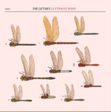 Liftmen CD - Luftwaffe Pond