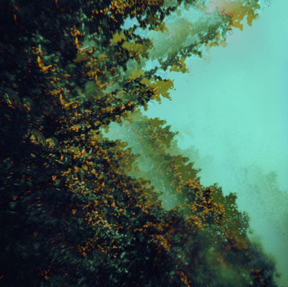 Polymoon LP - Caterpillars Of Creation