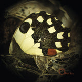 Ossicles LP - Music For Wastelands | Buy Now For 29.99