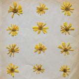 Molochs The LP - Flowers In The Spring