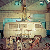 Use LP - Chien Dla Casse