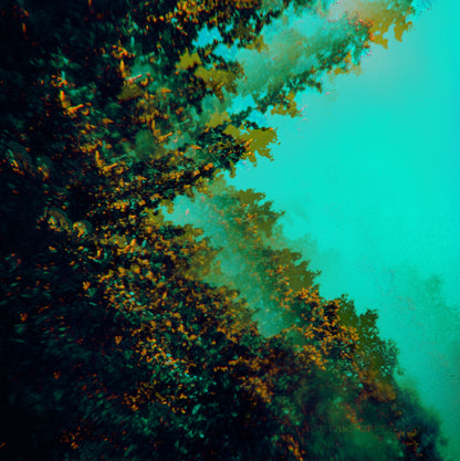 Polymoon LP - Caterpillars Of Creation