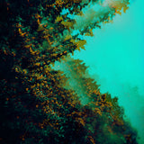 Polymoon LP - Caterpillars Of Creation