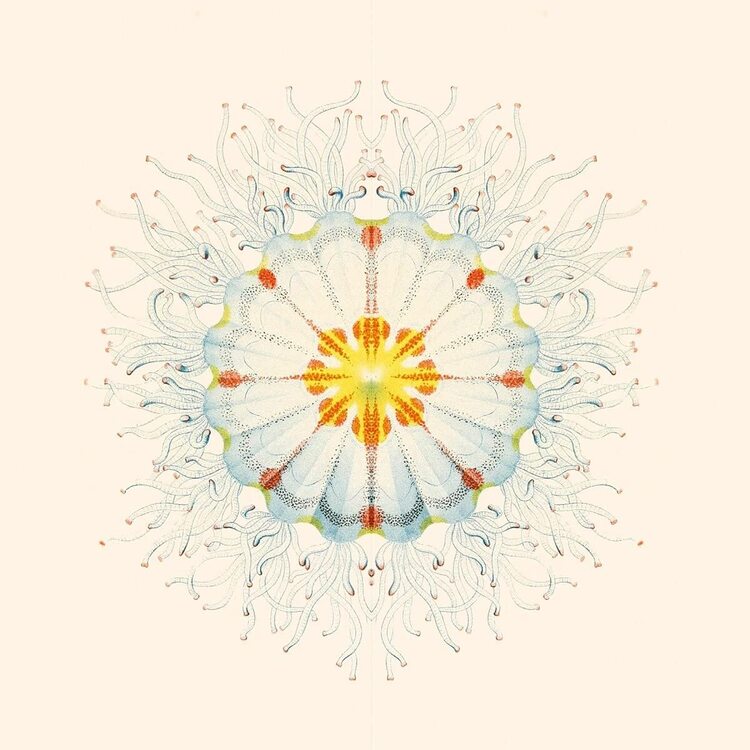 Charlie Charlie LP - Litte Things