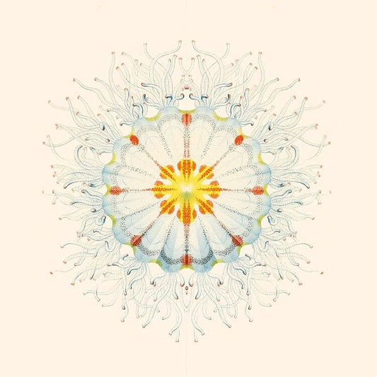 Charlie Charlie LP - Litte Things
