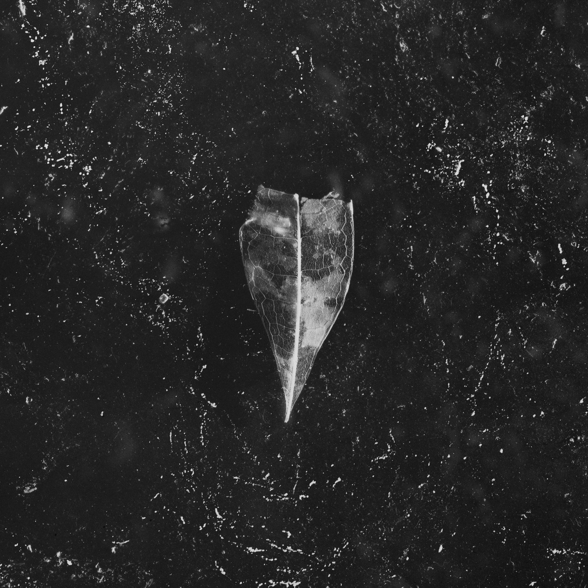 Bees Made Honey In The Vein Tree LP - Aion (2Lp) | Buy Now For 49.99