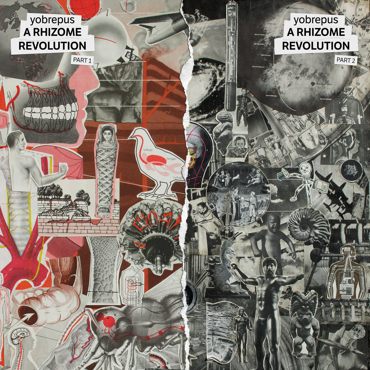 Yobrepus LP - A Rhizome Revolution Part 1 | Buy Now For 49.99