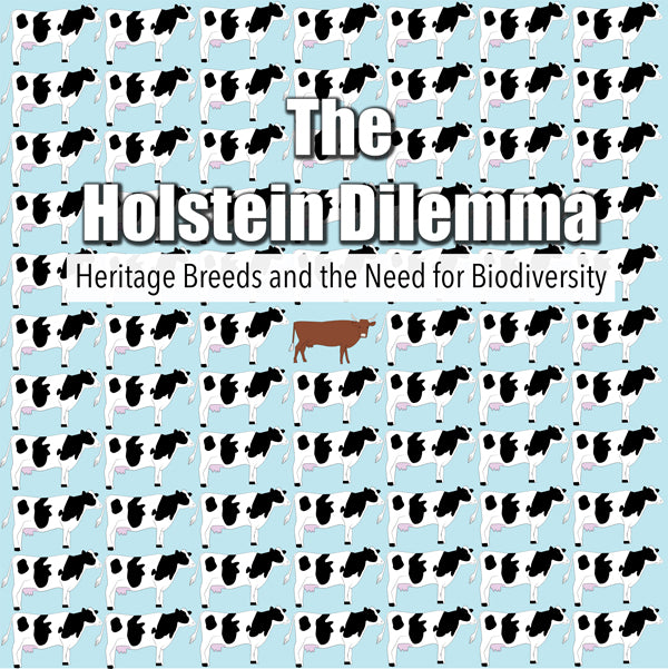 Feature Film DVD - The Holstein Dilemma | Buy Now For 19.99