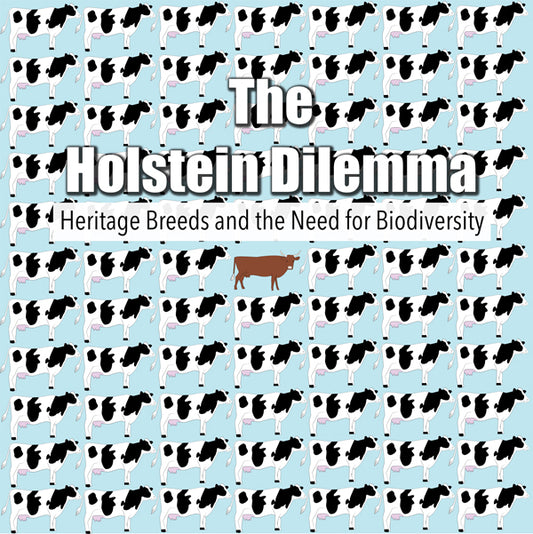Feature Film DVD - The Holstein Dilemma | Buy Now For 19.99