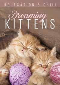 Various Artists DVD - Relax: Dreaming Kittens | Buy Now For 19.99