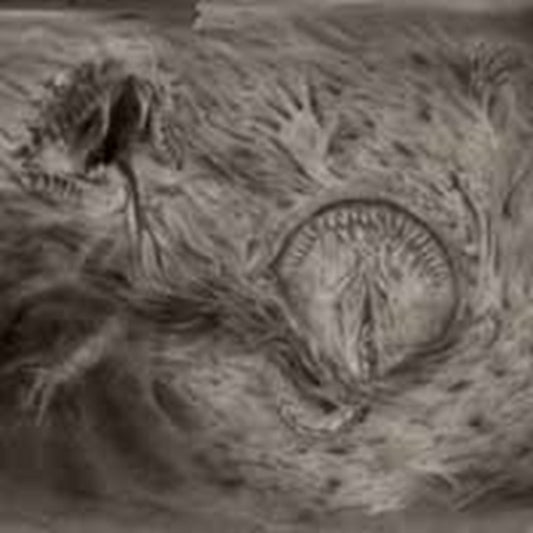 Nidsang CD - Into The Womb Of Dissolving Flames
