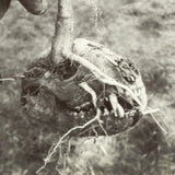 God's Bastard CD - Last Standing Village