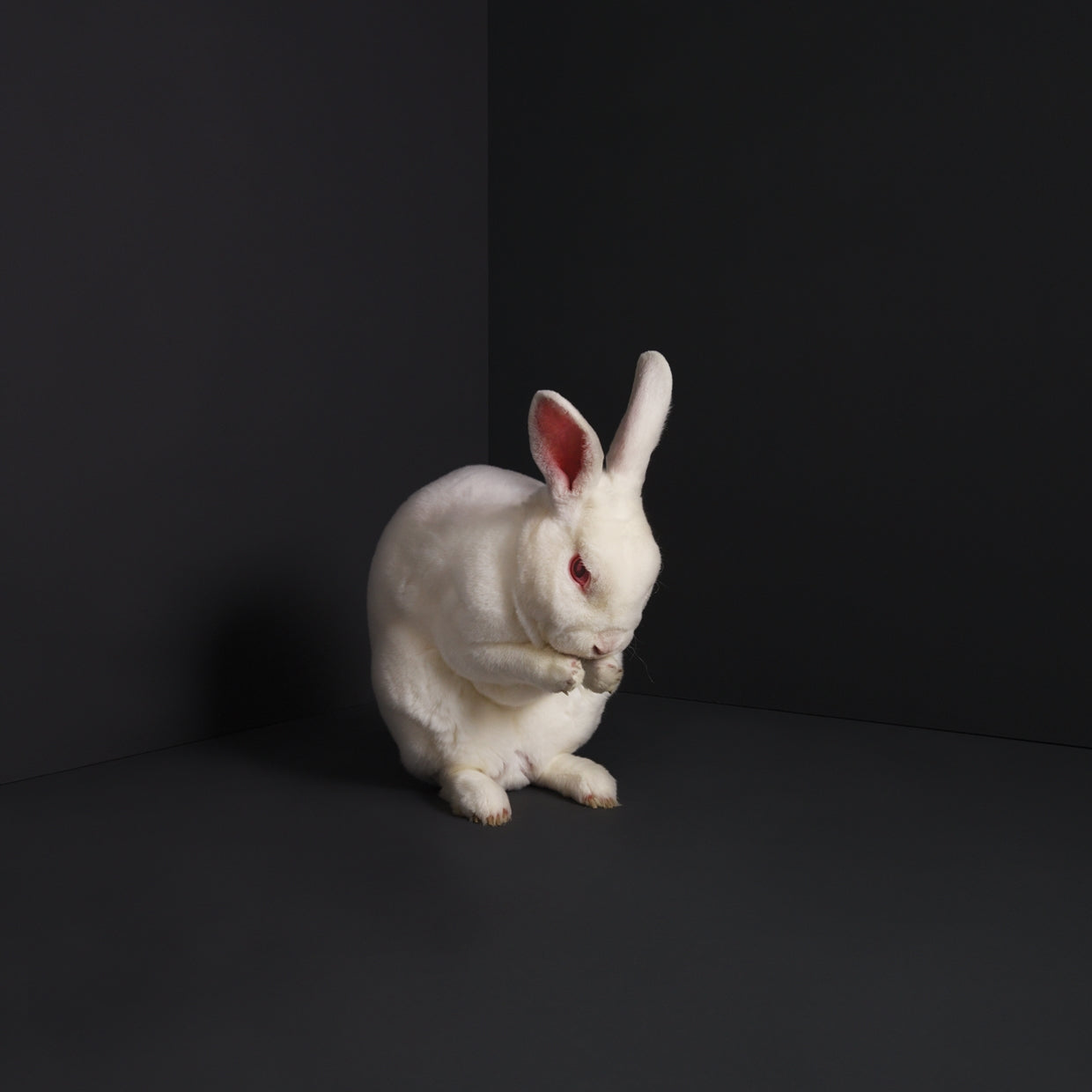 Brume LP - Rabbits | Buy Now For 55.99